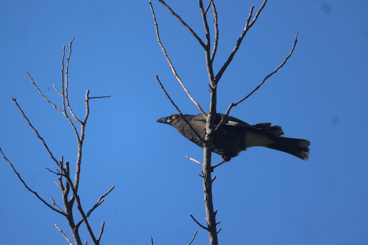 Pied Currawong - ML619662677