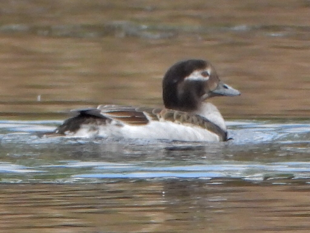 Long-tailed Duck - ML619662750