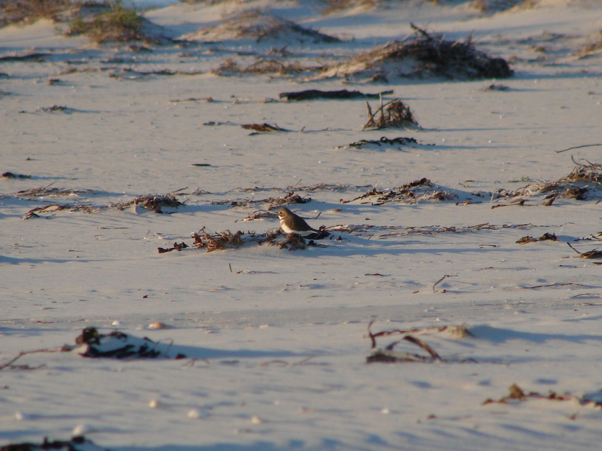 Double-banded Plover - ML619662751