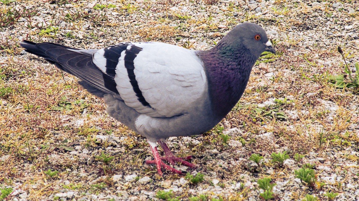 Rock Pigeon (Feral Pigeon) - ML619662770