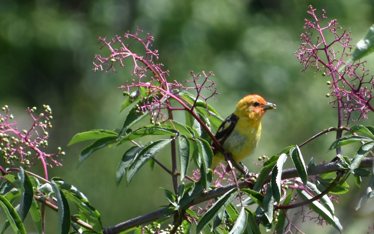 Western Tanager - ML619662845