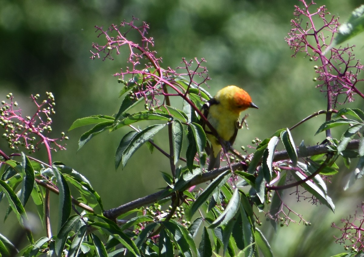 Western Tanager - ML619662846