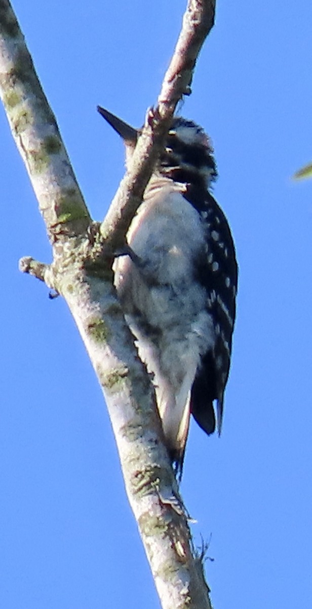 Hairy Woodpecker - ML619662864