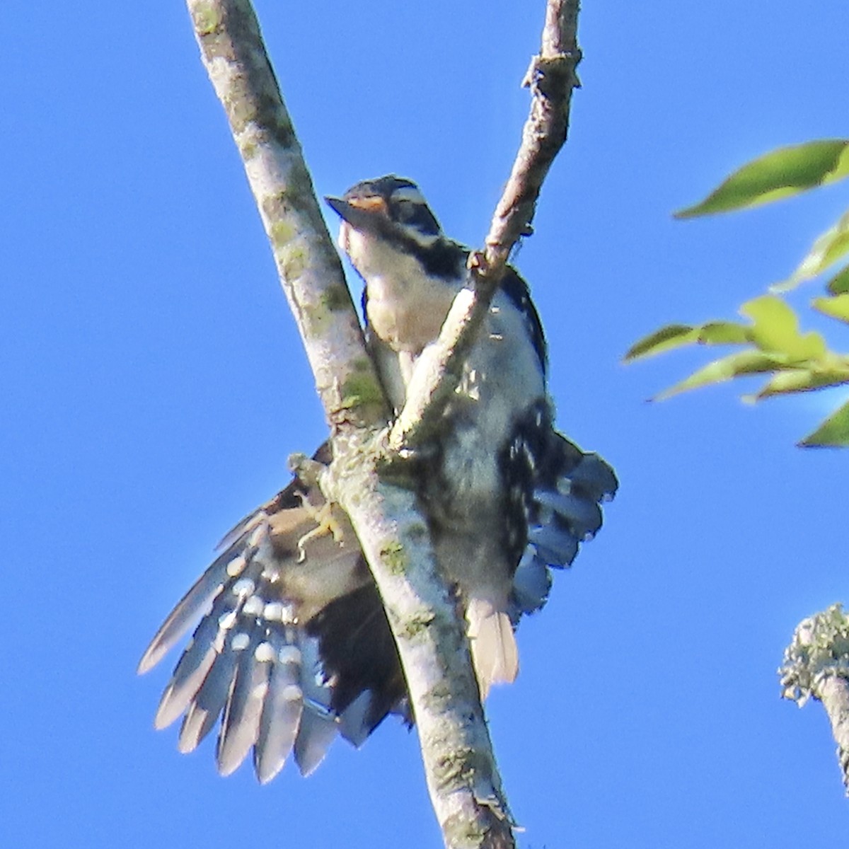Hairy Woodpecker - ML619662866