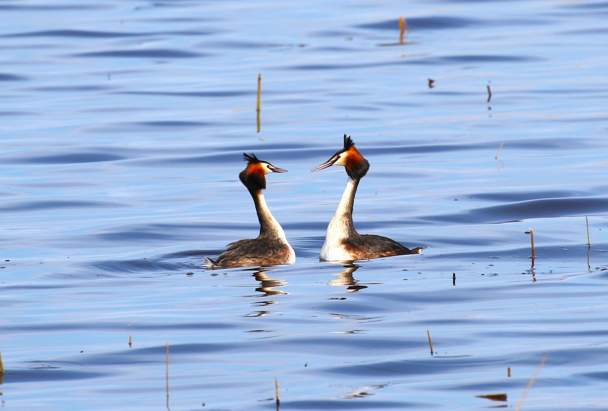 Great Crested Grebe - ML619662890