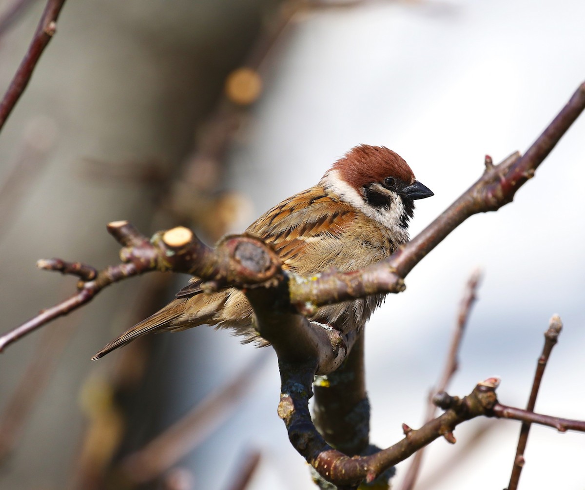 Eurasian Tree Sparrow - ML619662911