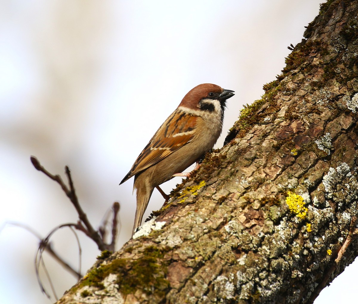 Eurasian Tree Sparrow - ML619662912