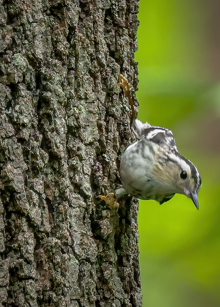 Black-and-white Warbler - ML619662913