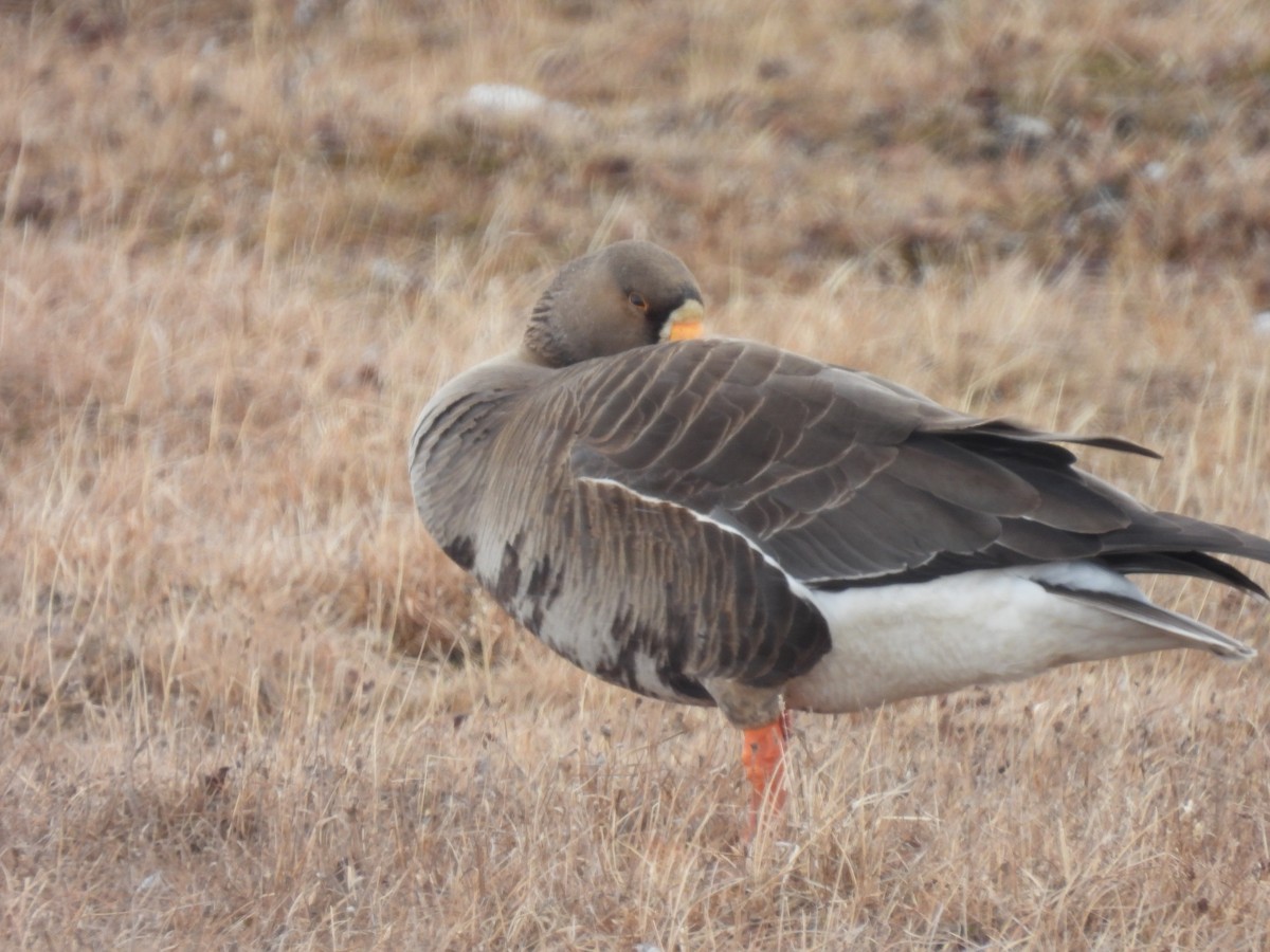 Greater White-fronted Goose - ML619662947