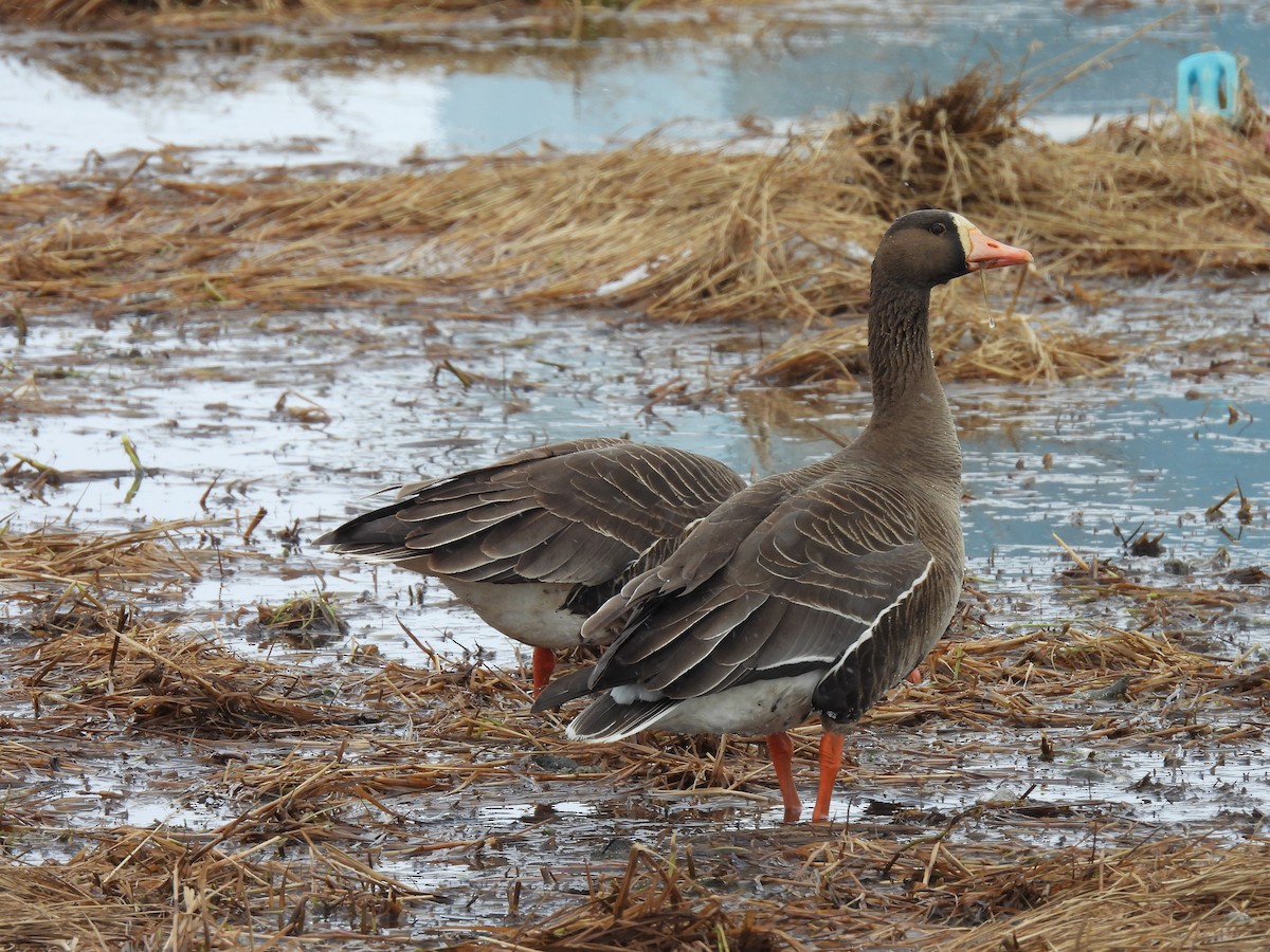 Greater White-fronted Goose - ML619662948