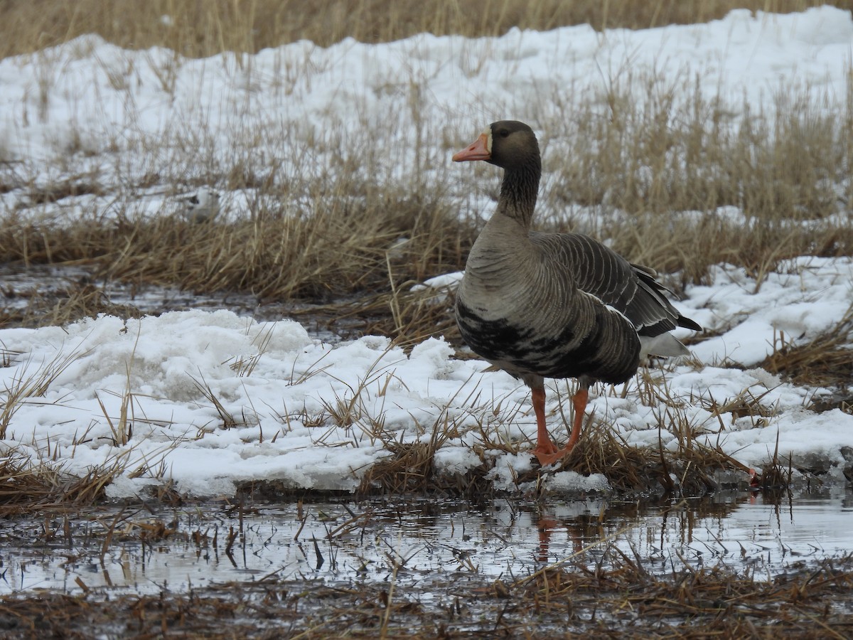 Greater White-fronted Goose - ML619662949