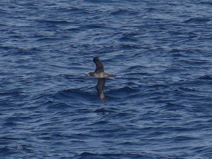 Albatros à pieds noirs - ML619663012