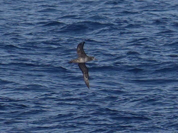 Albatros à pieds noirs - ML619663013