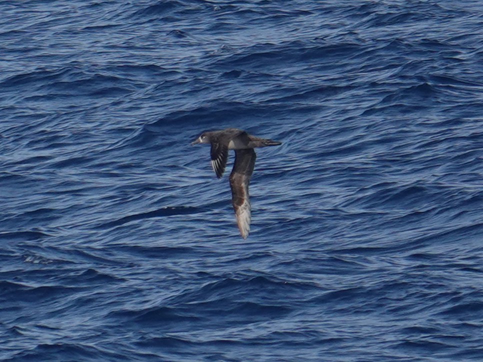 Albatros à pieds noirs - ML619663014