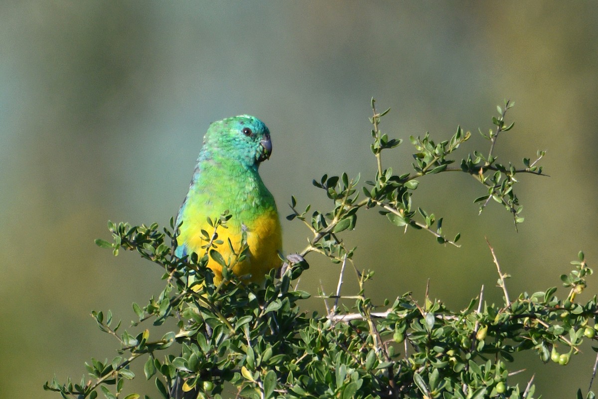 Red-rumped Parrot - ML619663015