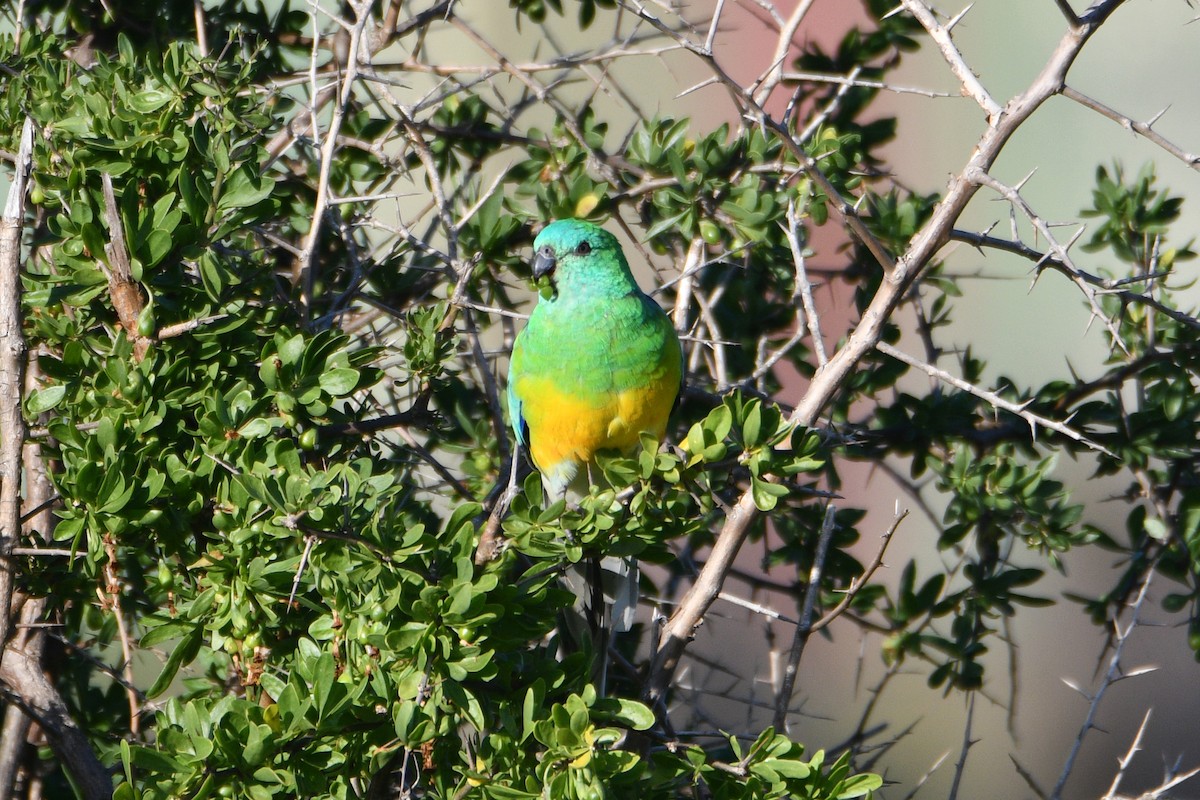 Red-rumped Parrot - ML619663016