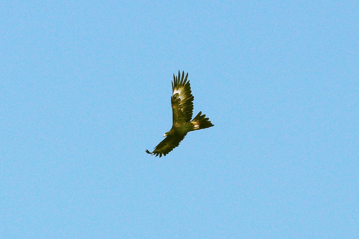 Wedge-tailed Eagle - ML619663095