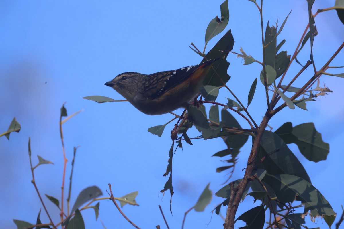 Spotted Pardalote (Spotted) - ML619663100
