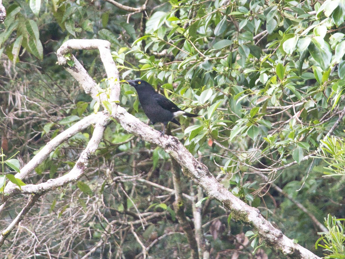 Pied Currawong - ML619663105