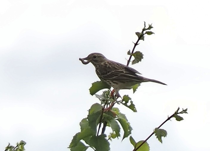 Meadow Pipit - ML619663124