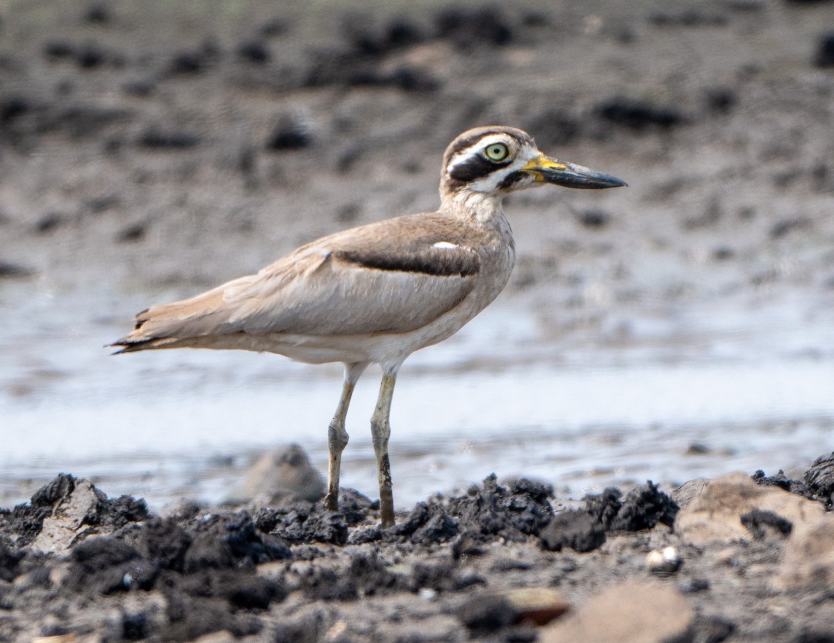 Great Thick-knee - ML619663154