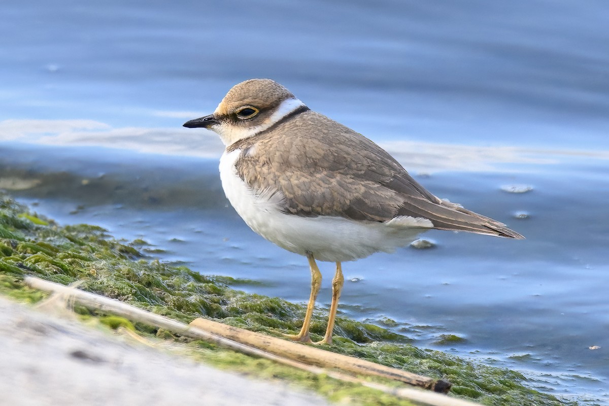 Common Ringed Plover - ML619663169