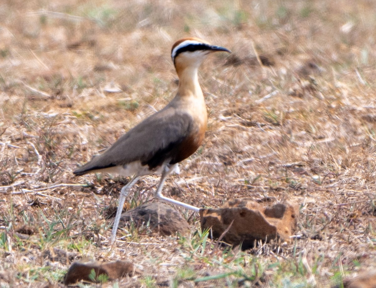 Indian Courser - ML619663182