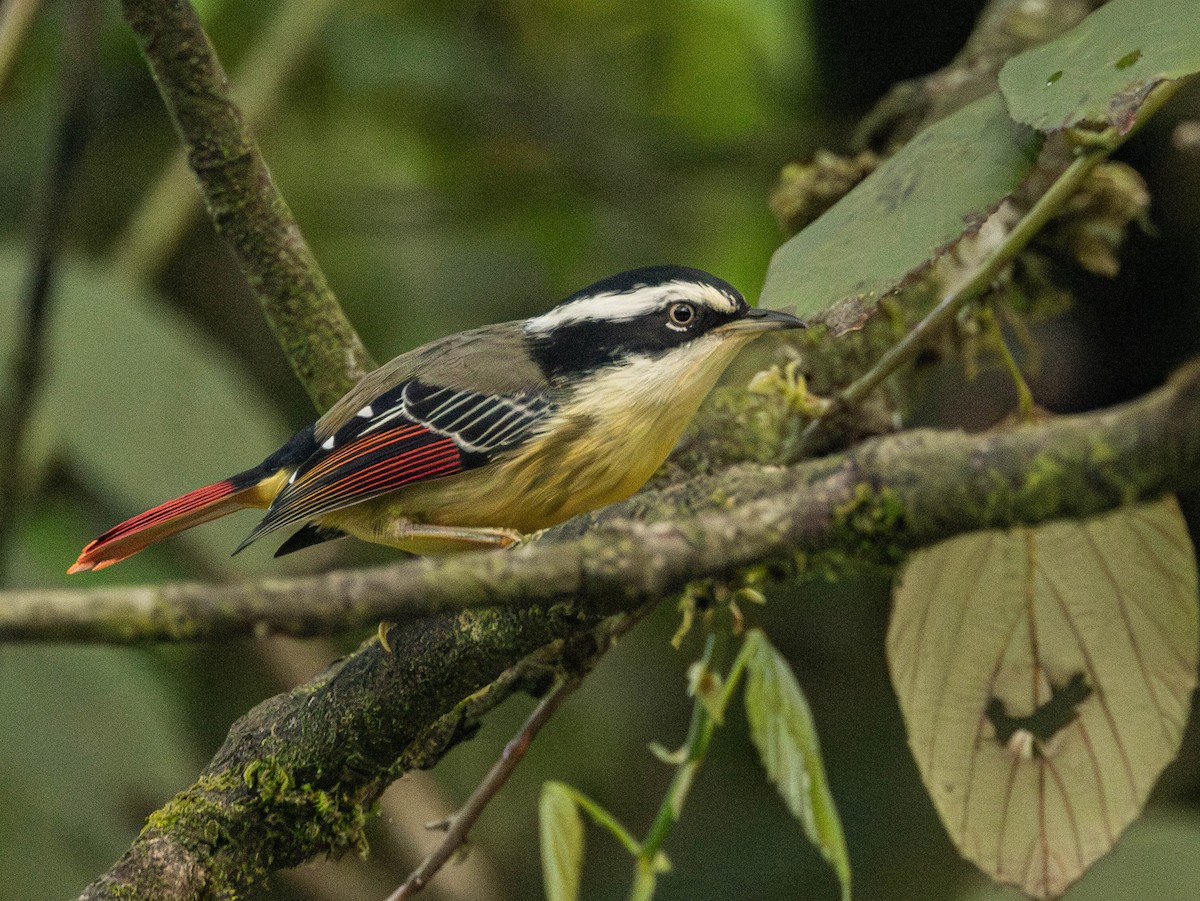 Red-tailed Minla - ML619663191