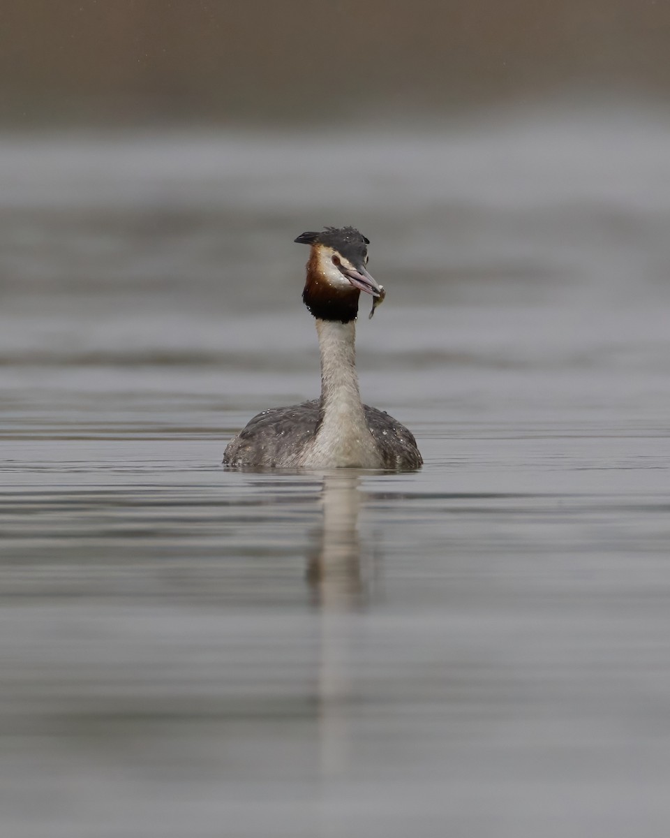 Great Crested Grebe - ML619663195