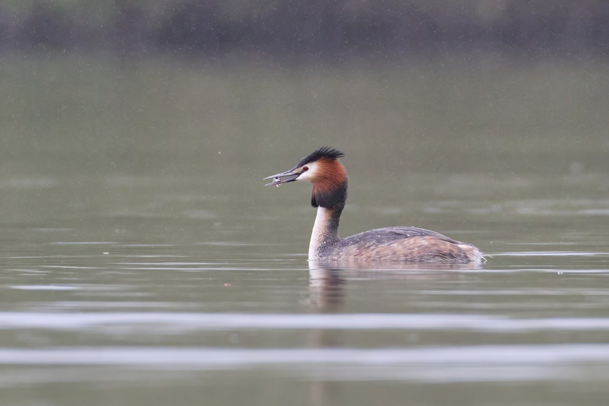 Great Crested Grebe - ML619663196