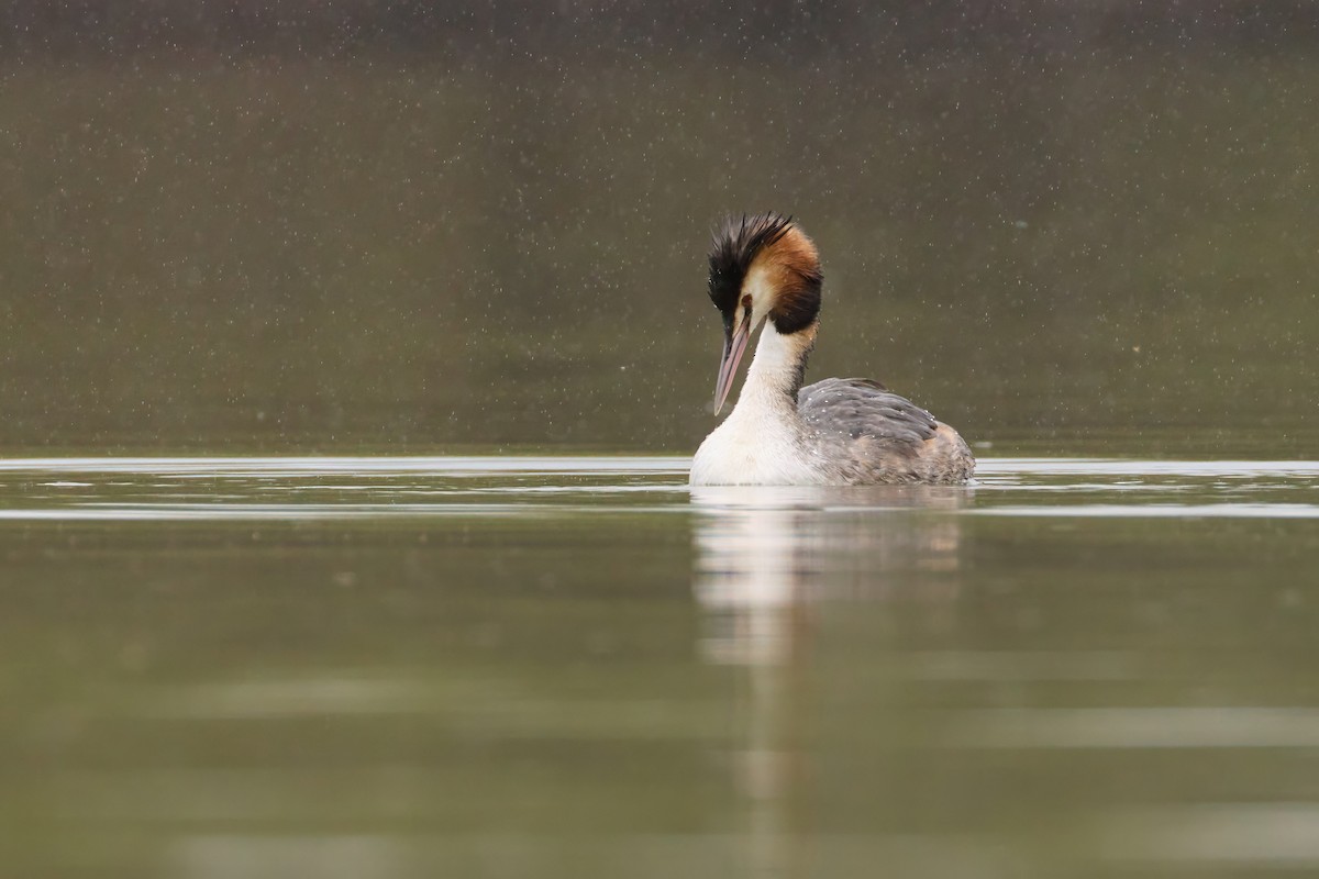 Great Crested Grebe - ML619663197