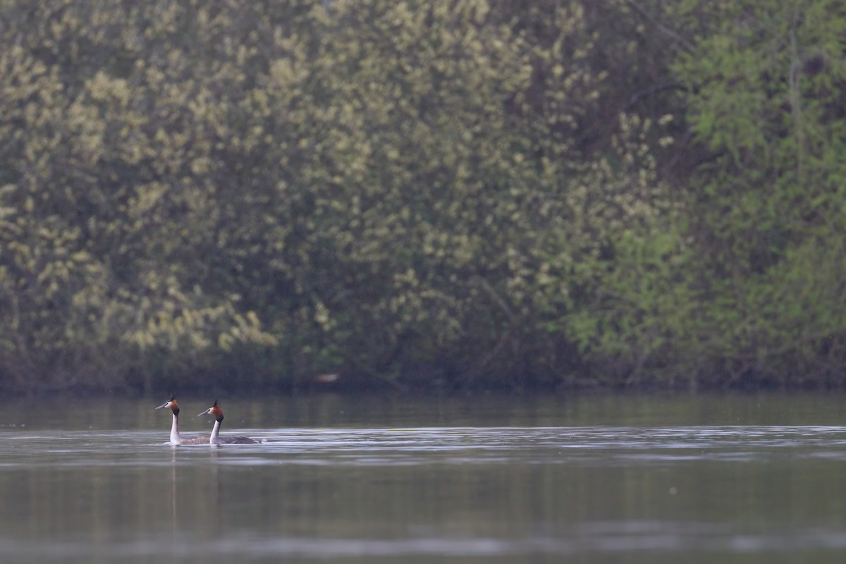 Great Crested Grebe - ML619663198