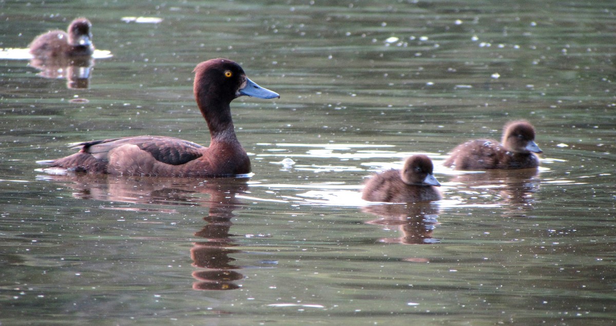 Tufted Duck - ML619663219