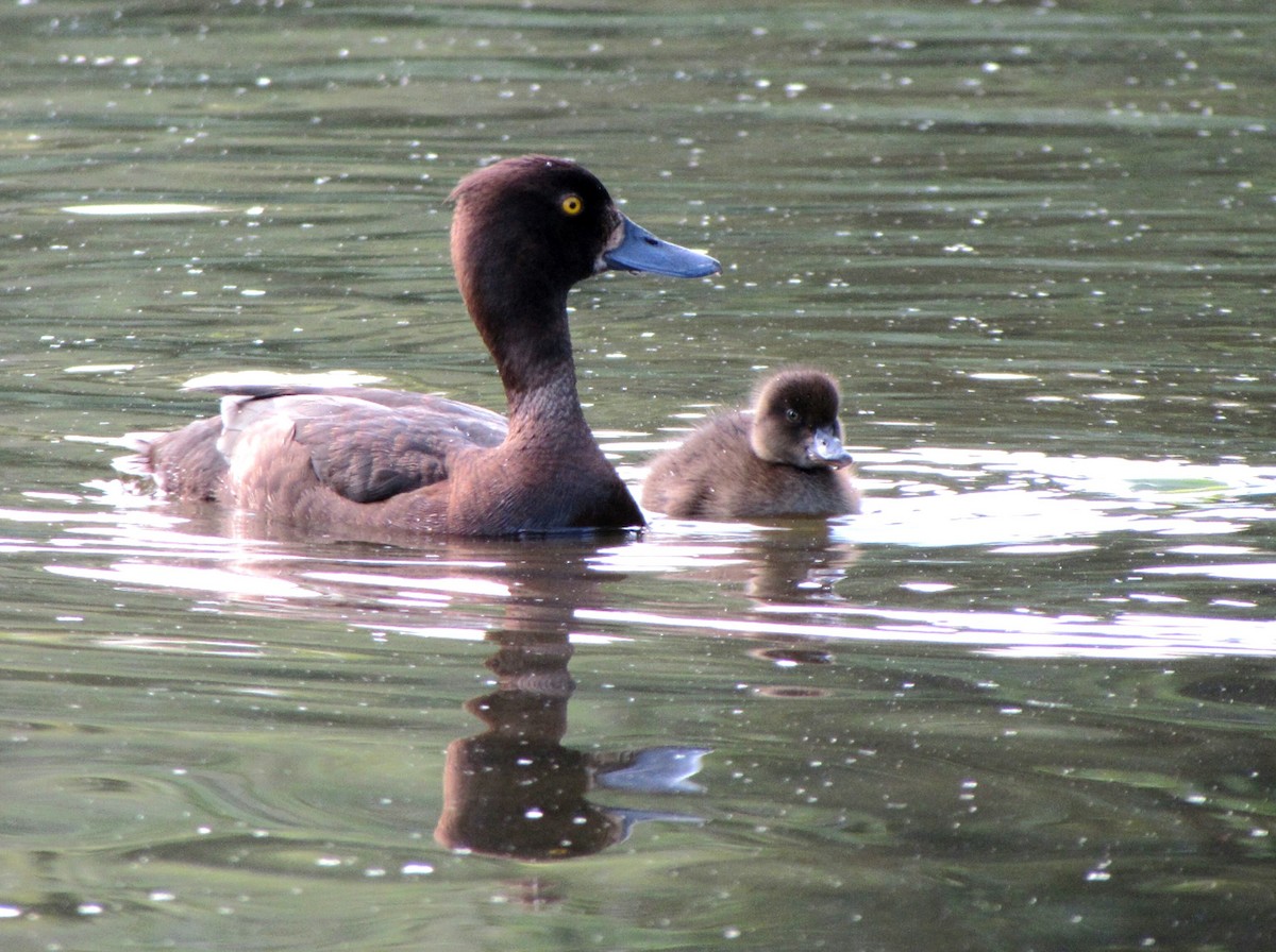 Tufted Duck - ML619663220