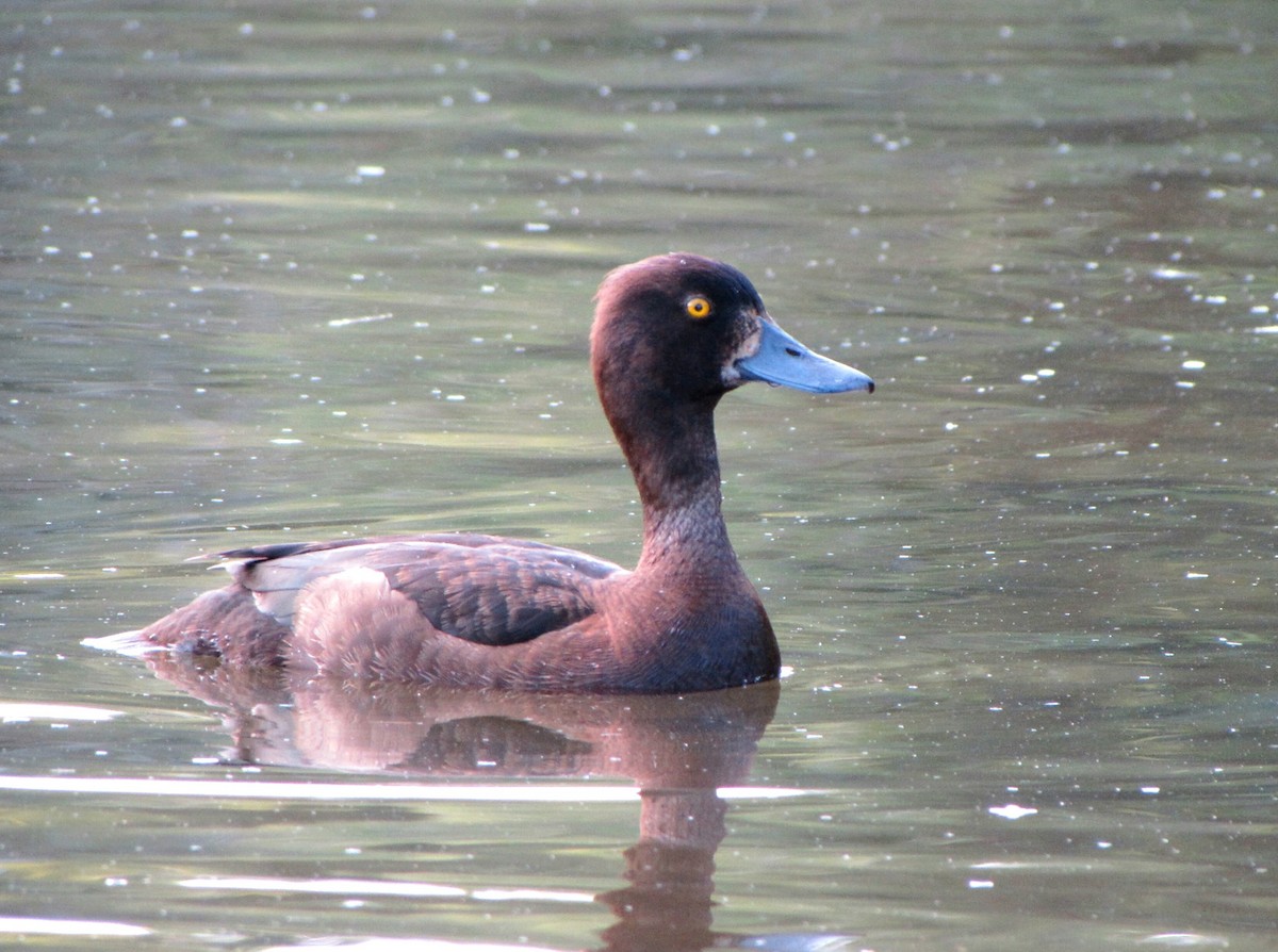 Tufted Duck - ML619663221