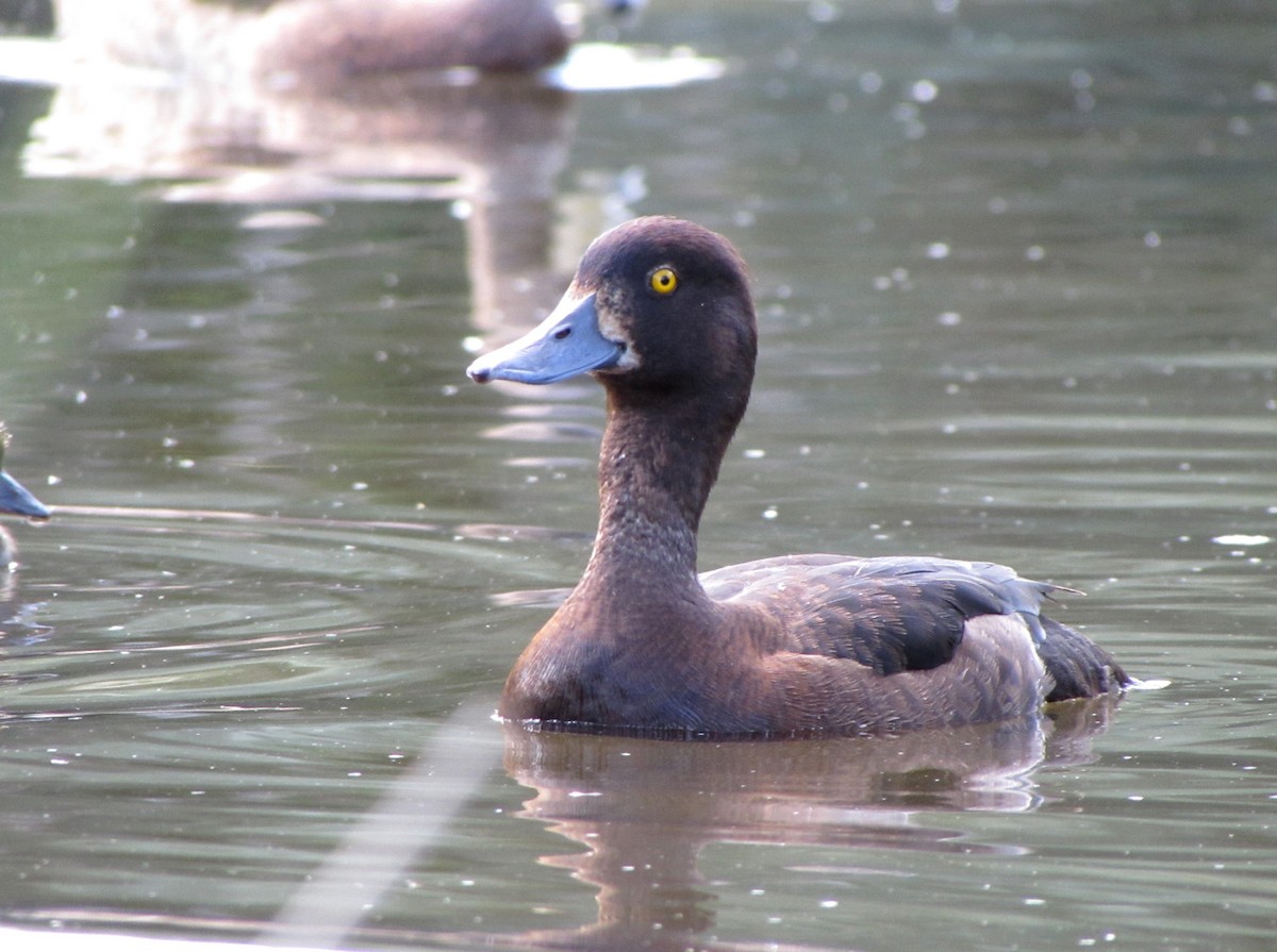 Tufted Duck - ML619663222
