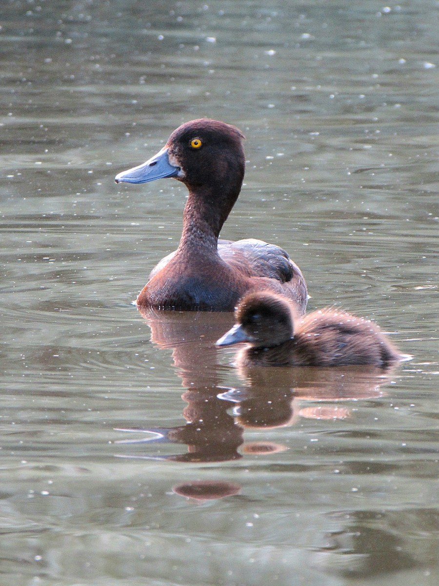 Tufted Duck - ML619663225