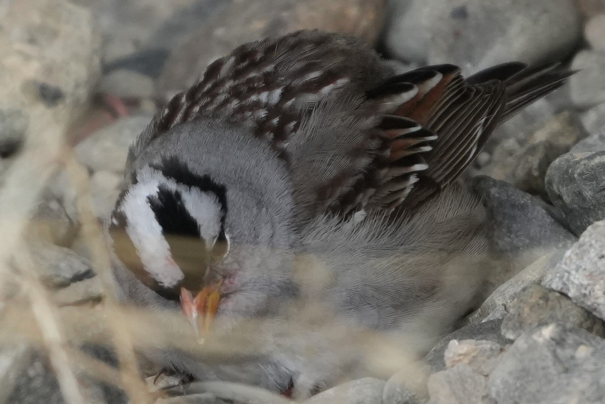 White-crowned Sparrow - ML619663254