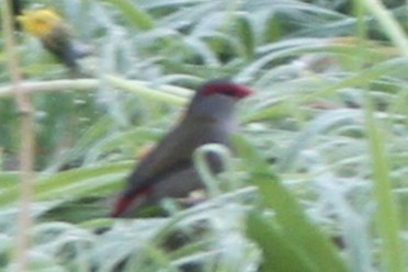 Red-browed Firetail - ML619663268