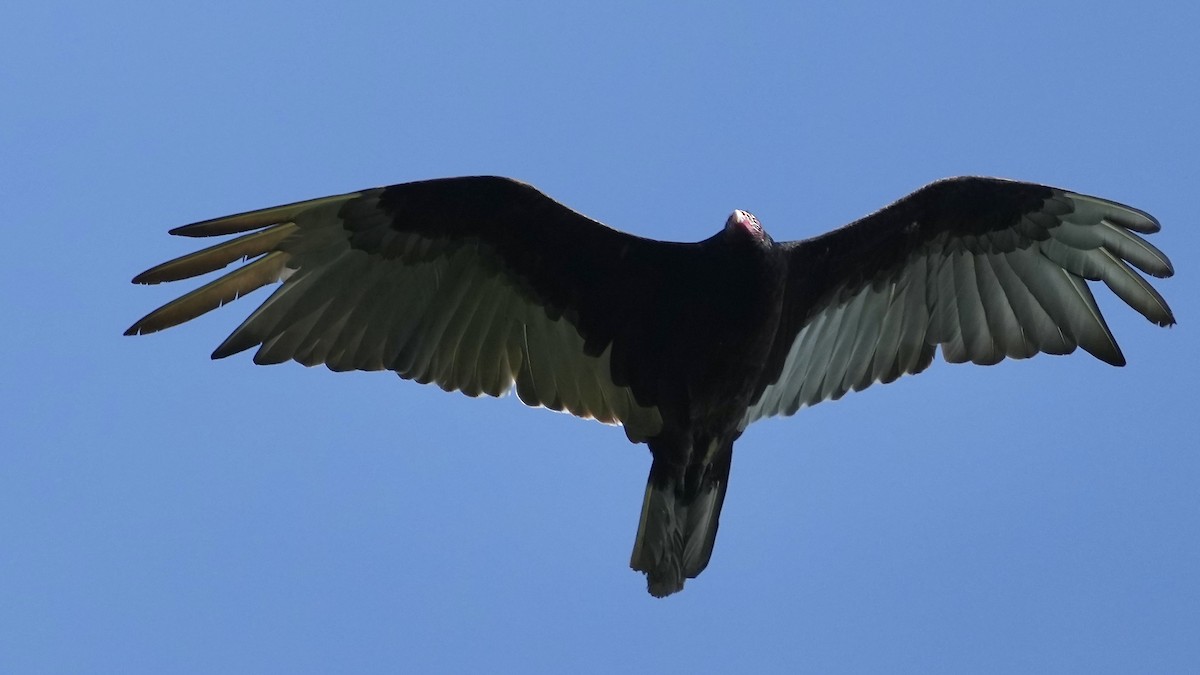 Turkey Vulture - ML619663409