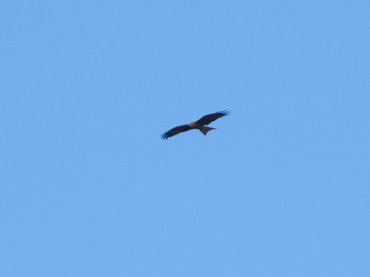 Black Kite - ML619663423
