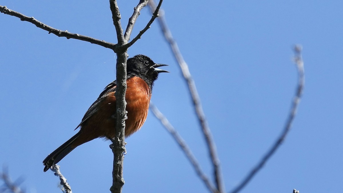 Orchard Oriole - ML619663426