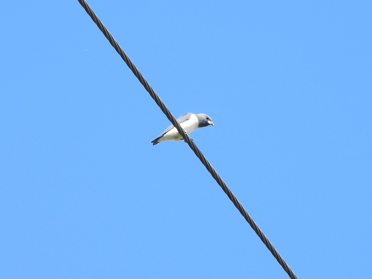 White-breasted Woodswallow - ML619663433