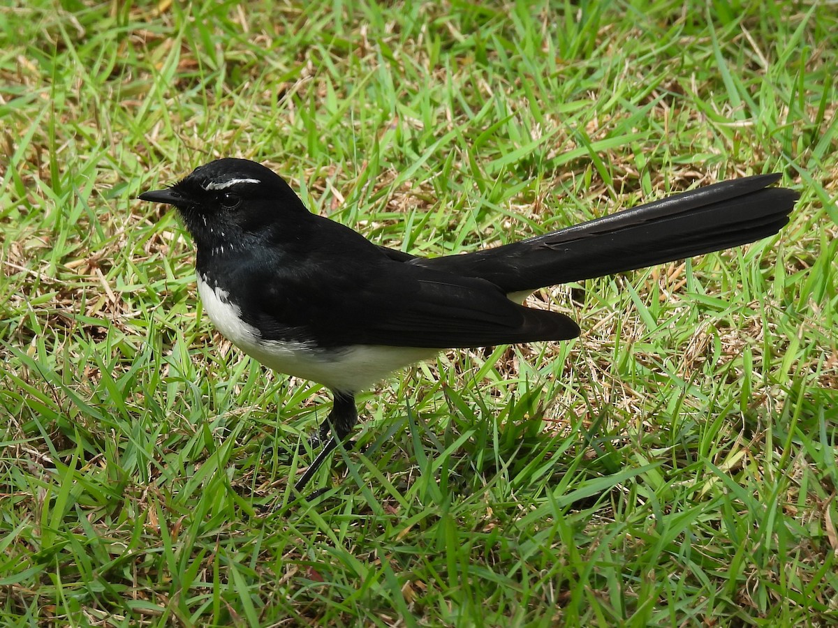 Willie-wagtail - ML619663442