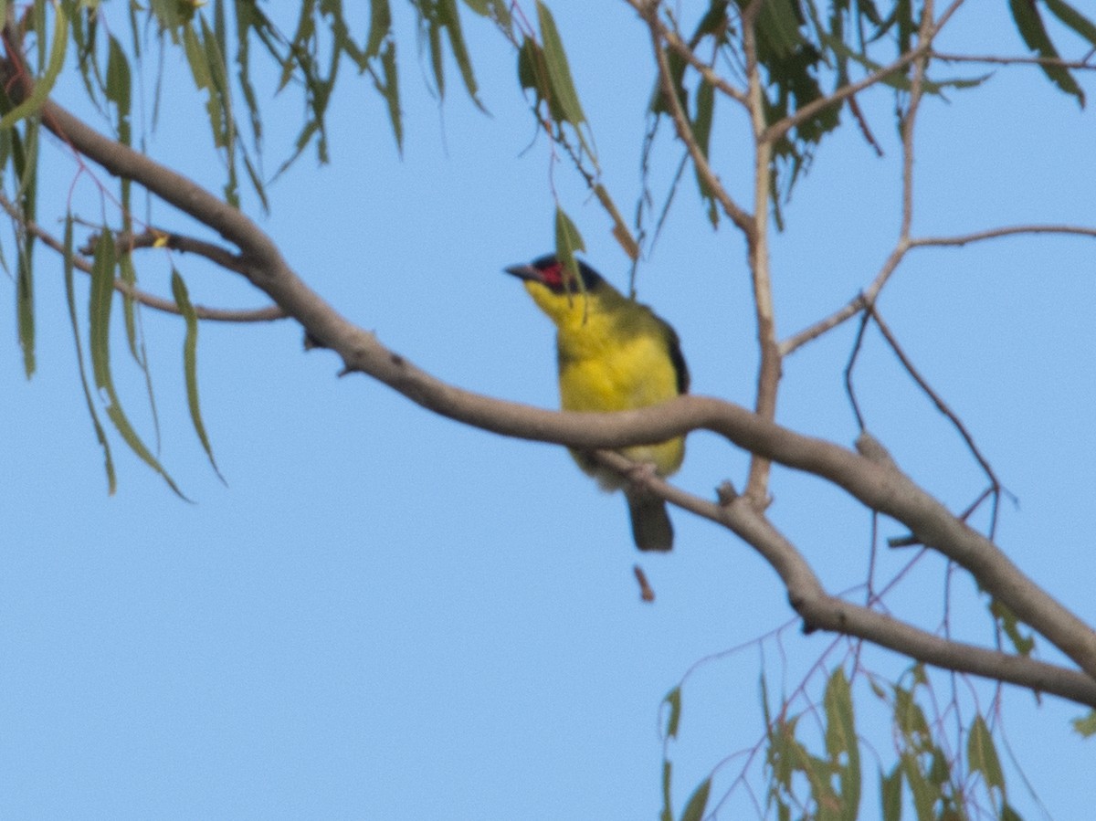 Australasian Figbird - ML619663517