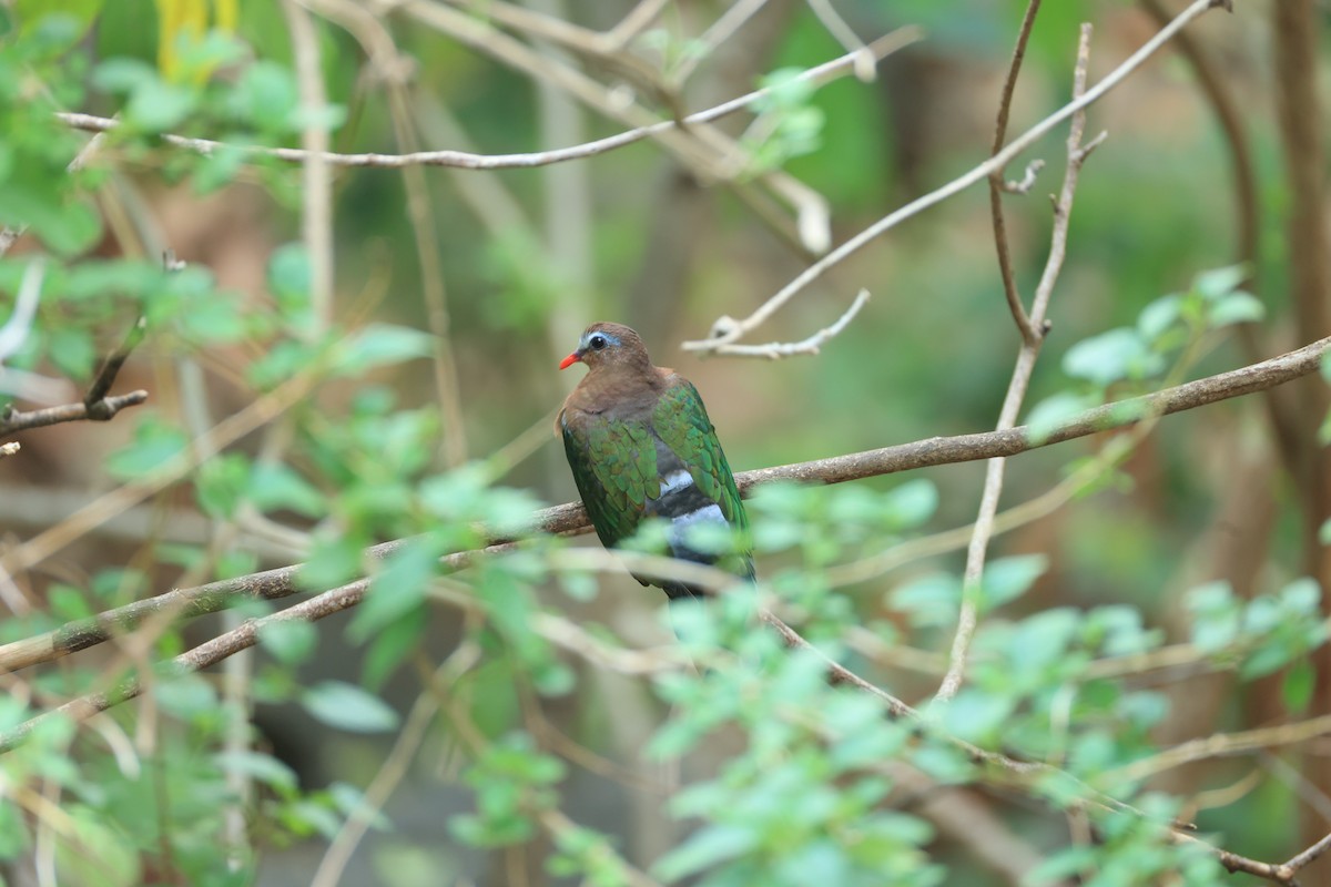 Asian Emerald Dove - ML619663524