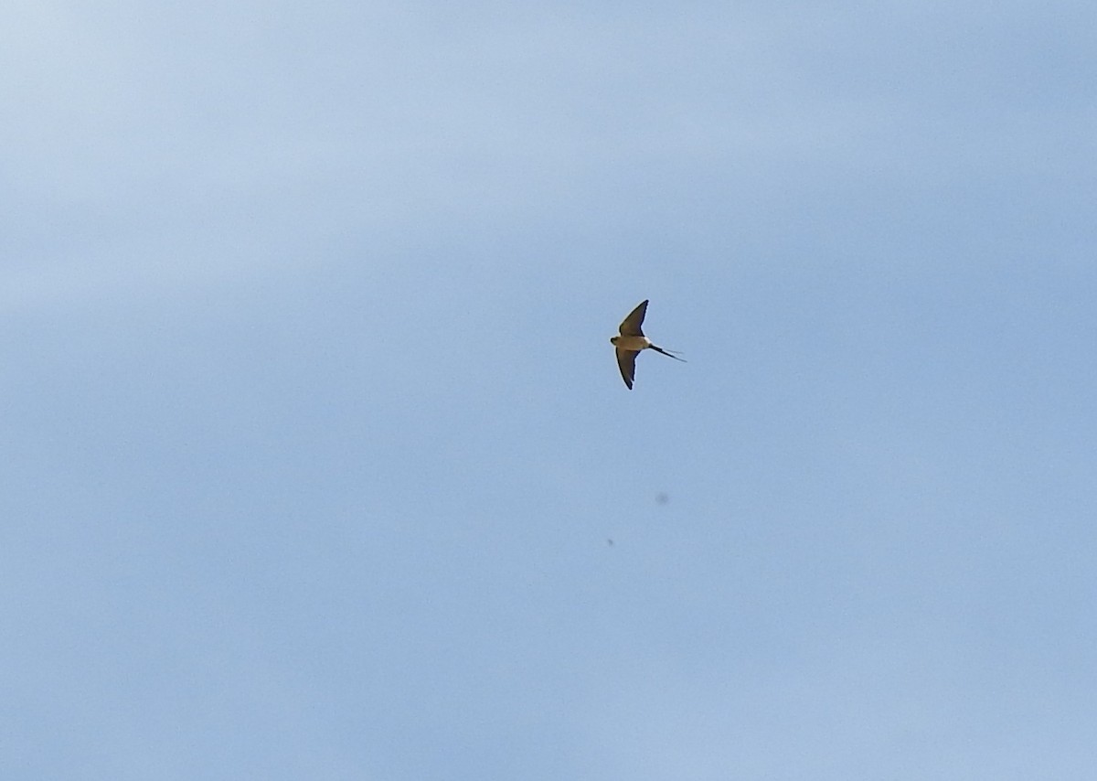 Red-rumped Swallow - ML619663544