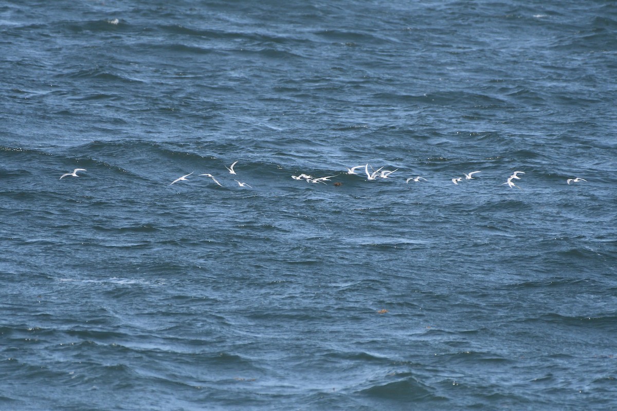 Arctic Tern - ML619663626