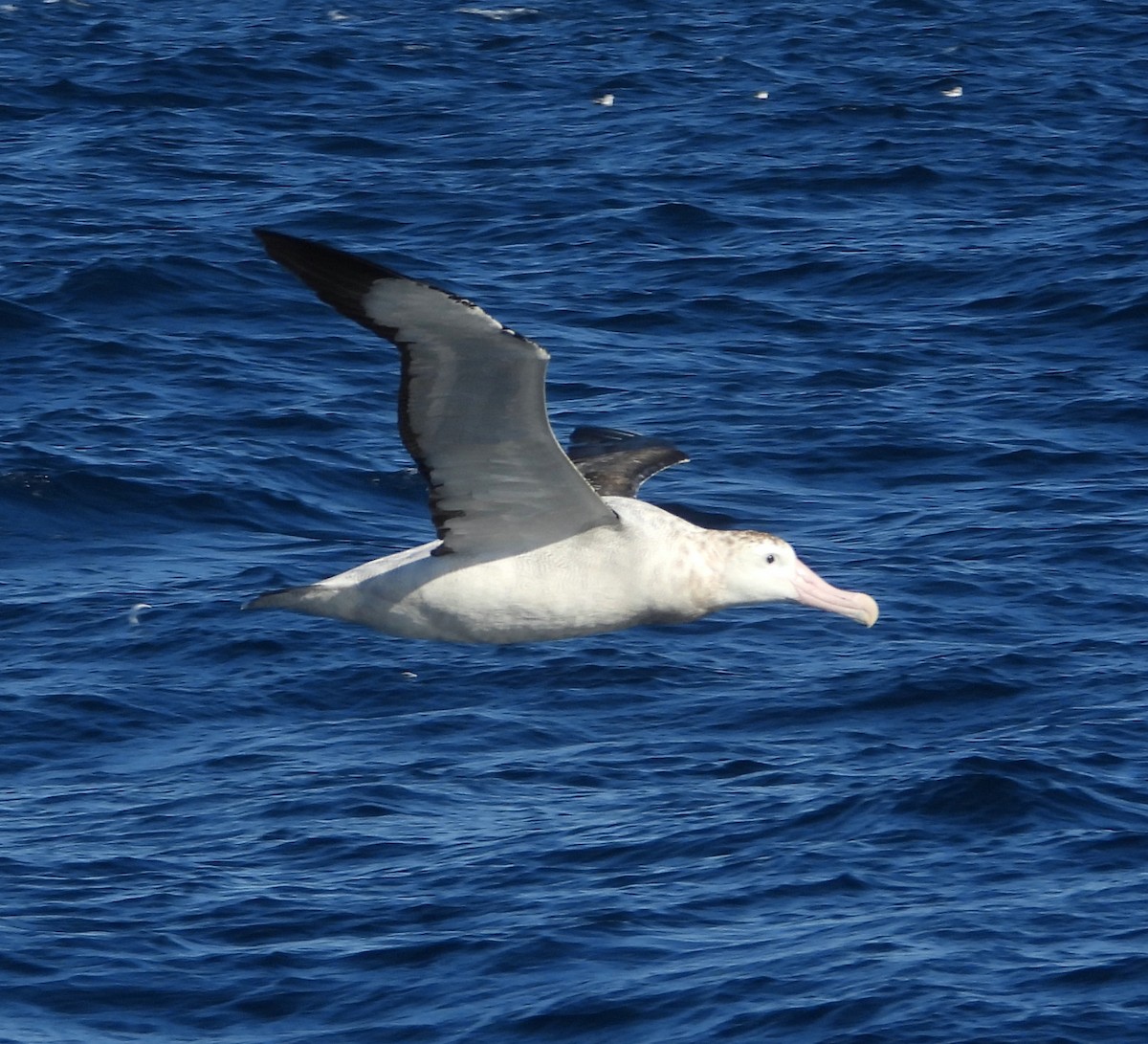 albatros jižní (ssp. gibsoni) - ML619663659