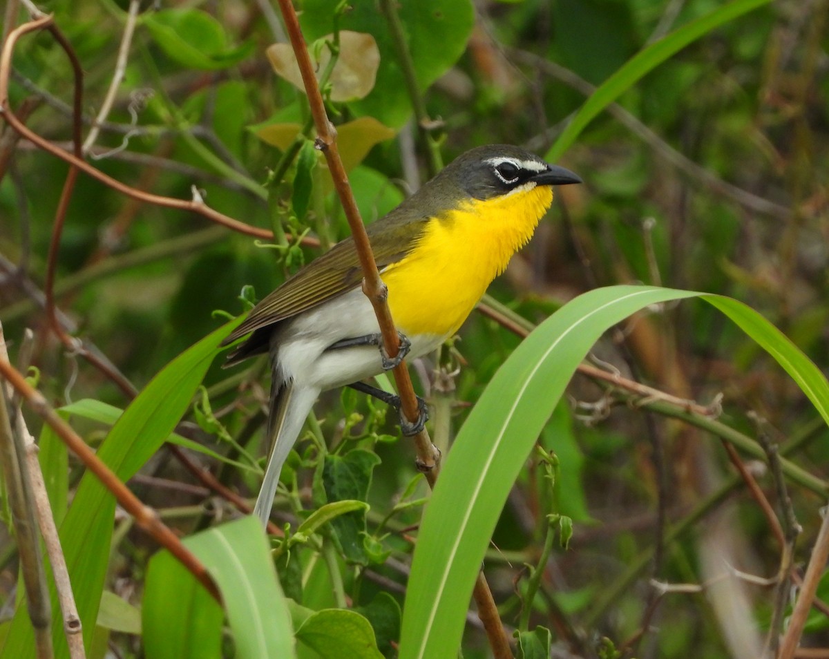 Yellow-breasted Chat - ML619663697